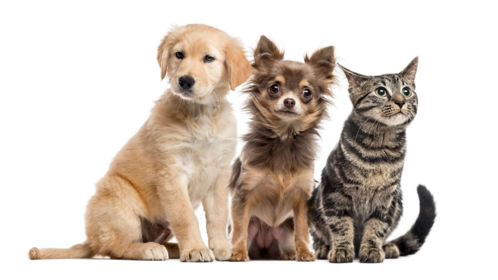 Picture of two dogs and a cat. Data is important for speech-to-text software training! 